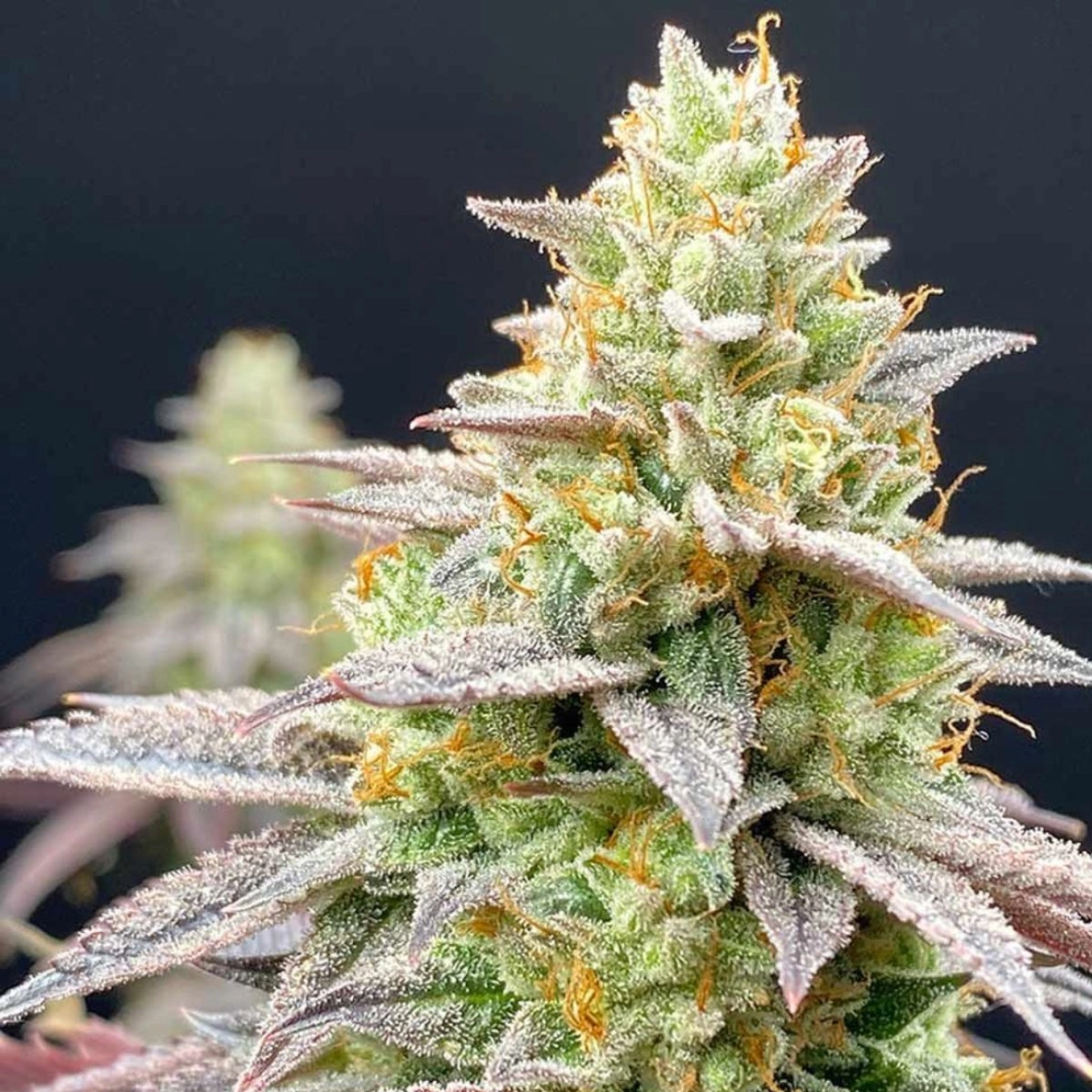 Perfect Triangle x Peach Ozz – Perfect Tree Seeds – Feminizowane