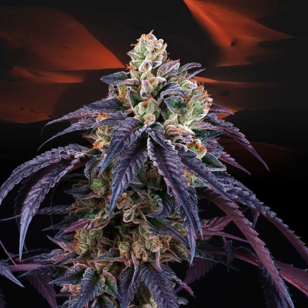 Loukoum – Perfect Tree Seeds – Feminizowane