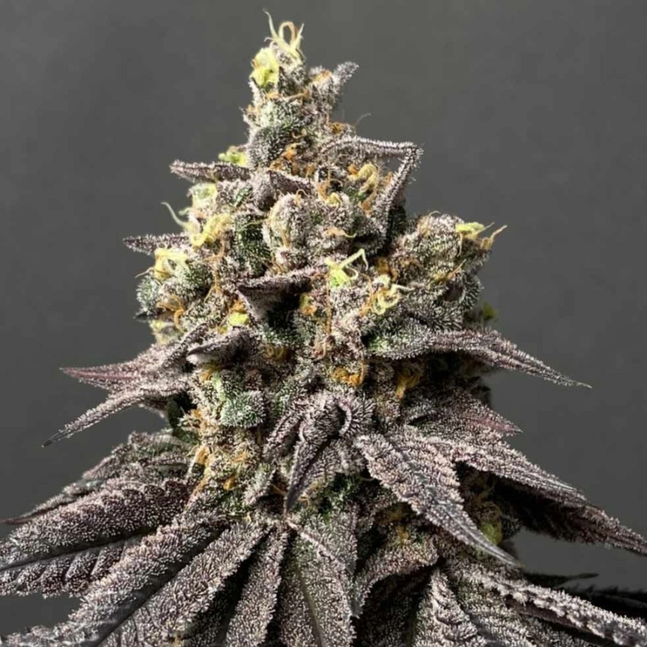 Kush Mints x Peach Ozz – Perfect Tree Seeds – Feminizowane