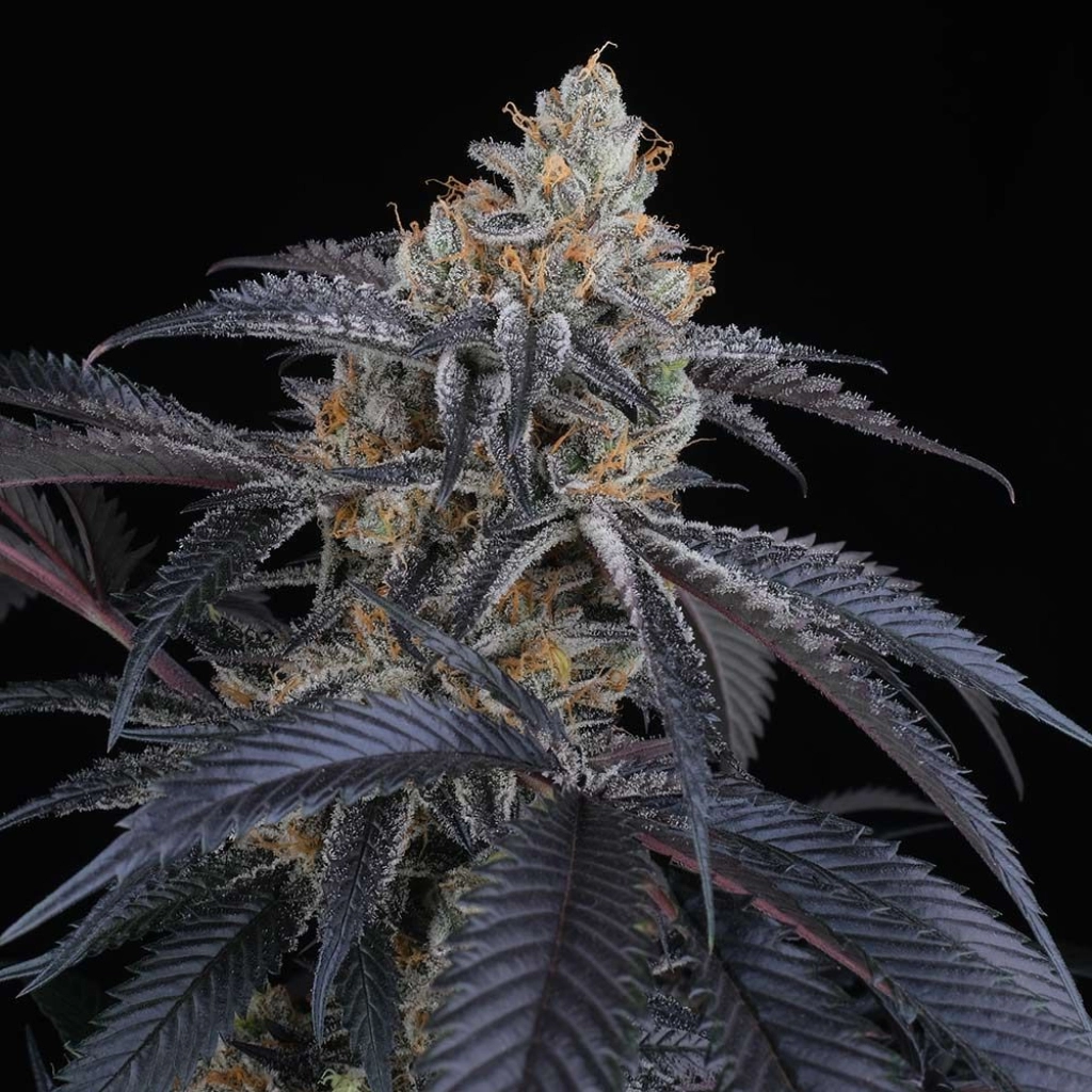 Peach Lassi – Perfect Tree Seeds – Feminizowane