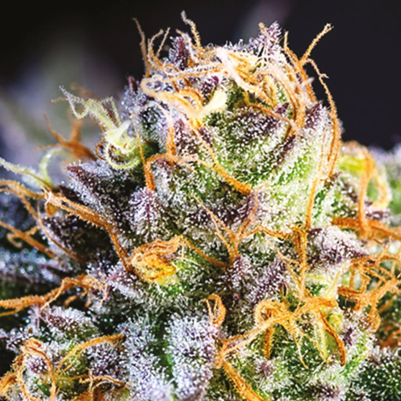 Yuhbary – Anesia Seeds – Feminizowane