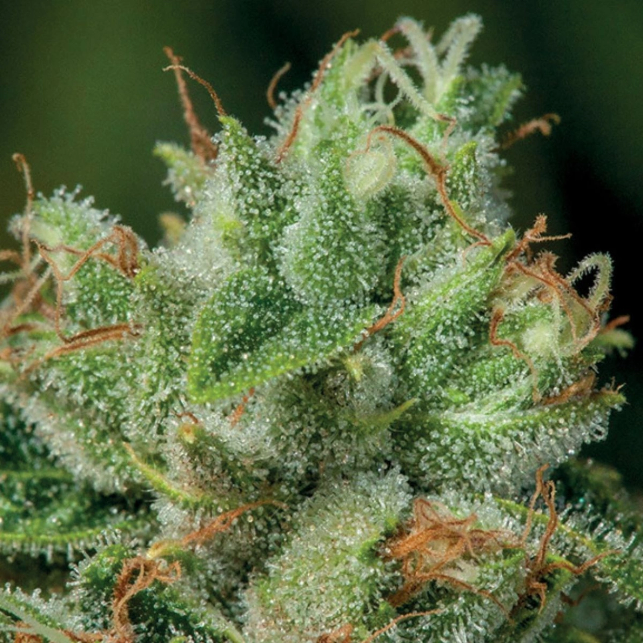 Afghanica – Anesia Seeds – Feminizowane