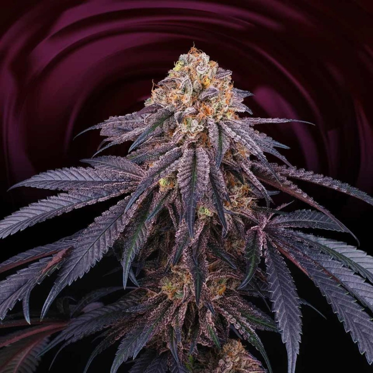 Chantilly – Perfect Tree Seeds – Feminizowane