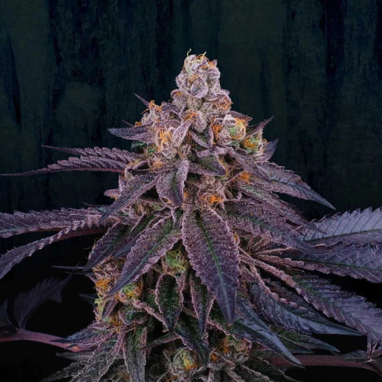 Granita – Perfect Tree Seeds – Feminizowane