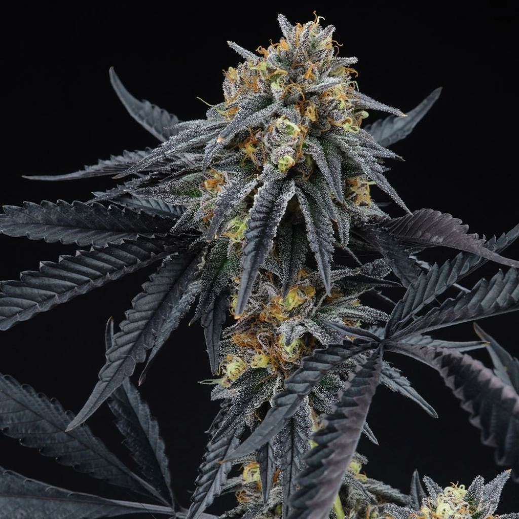 Peach Sherbert OG Feminized – Perfect Tree Seeds – Feminizowane
