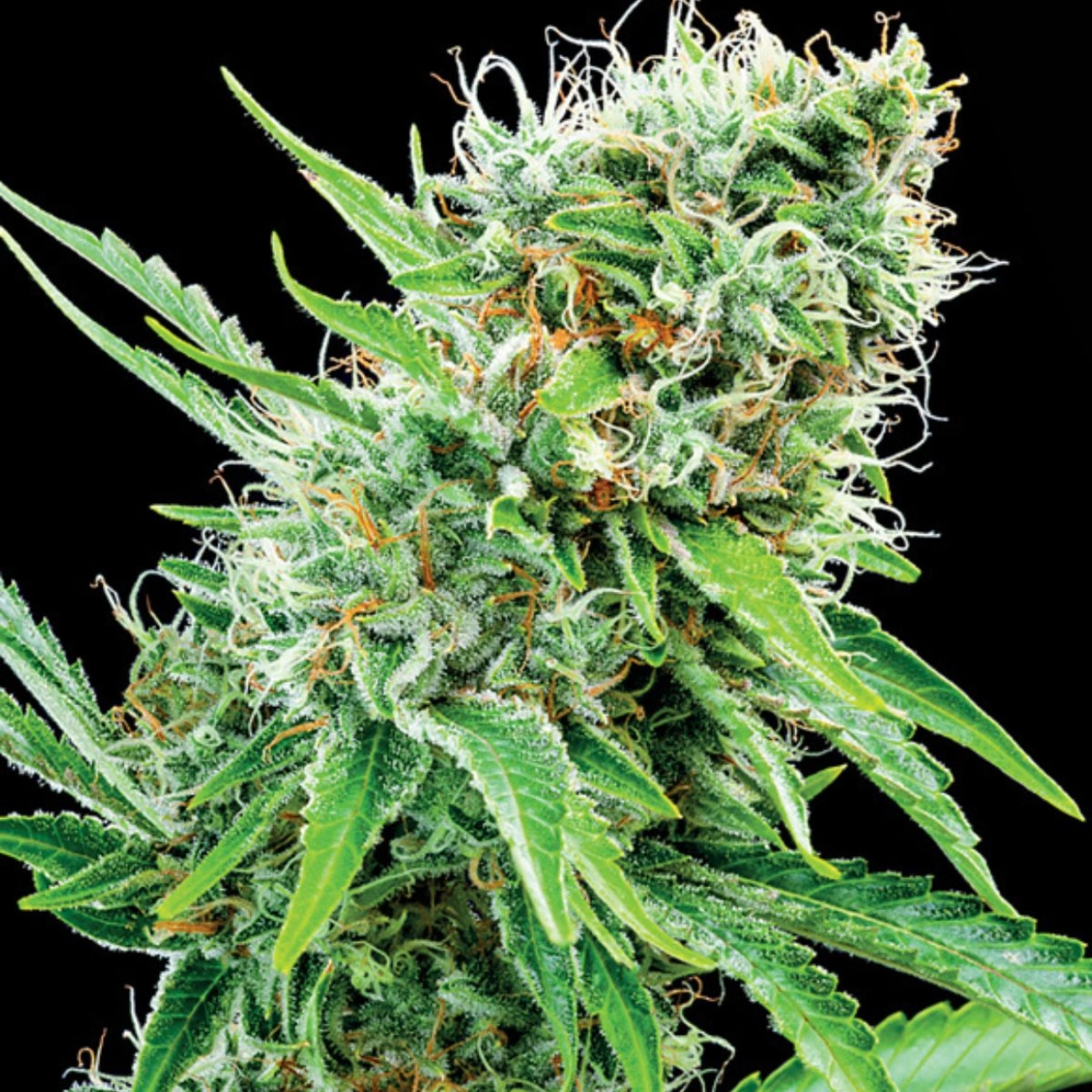 Copacobana – Anesia Seeds – Feminizowane