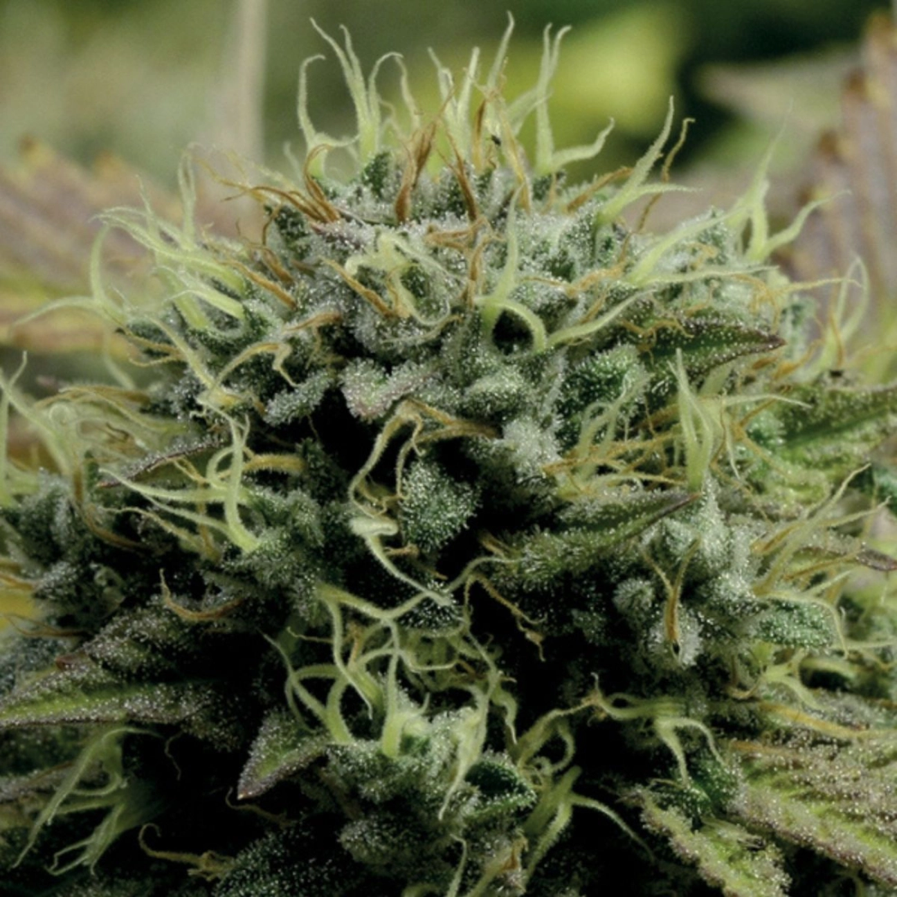 Hindu Kush – Anesia Seeds – Feminizowane