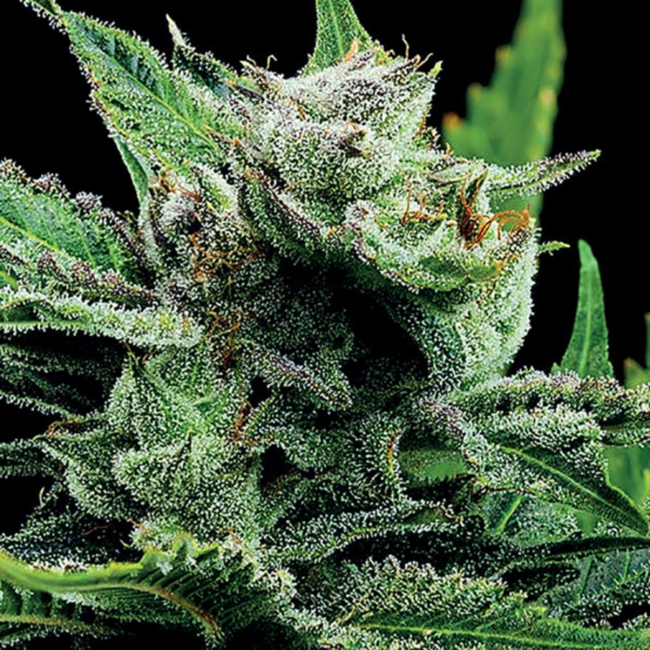 Malawi Gold – Anesia Seeds – Feminizowane
