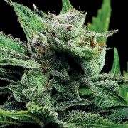 Malawi Gold Feminized cannabis flower bud by Anesia Seeds