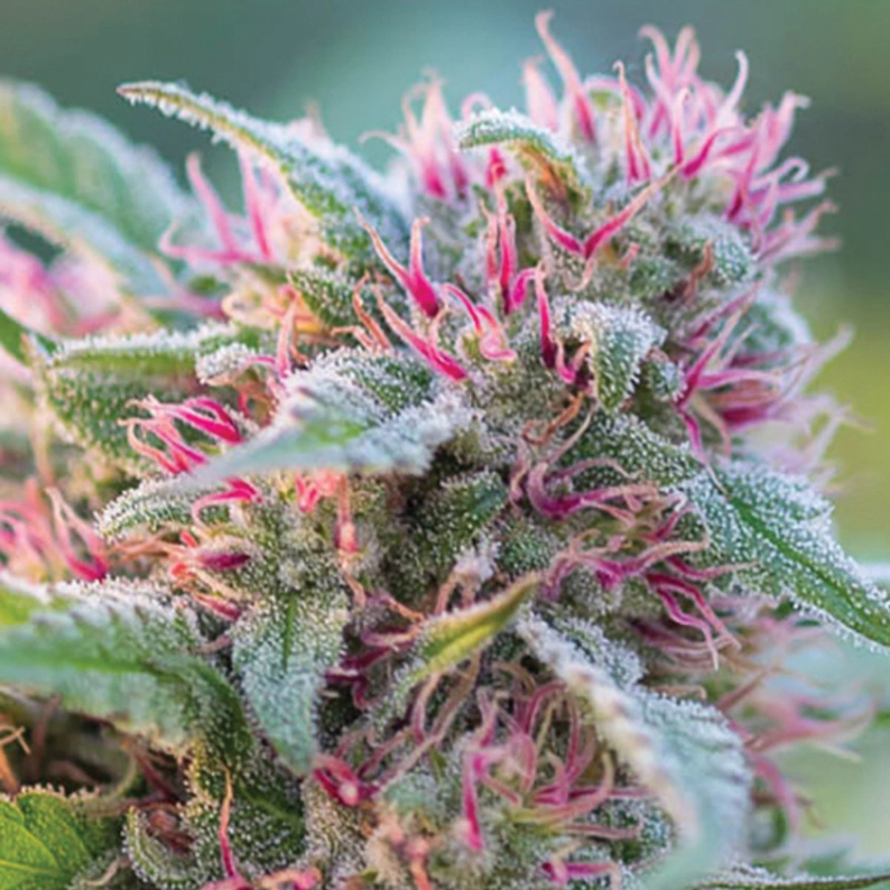 Panama Red – Anesia Seeds – Feminizowane