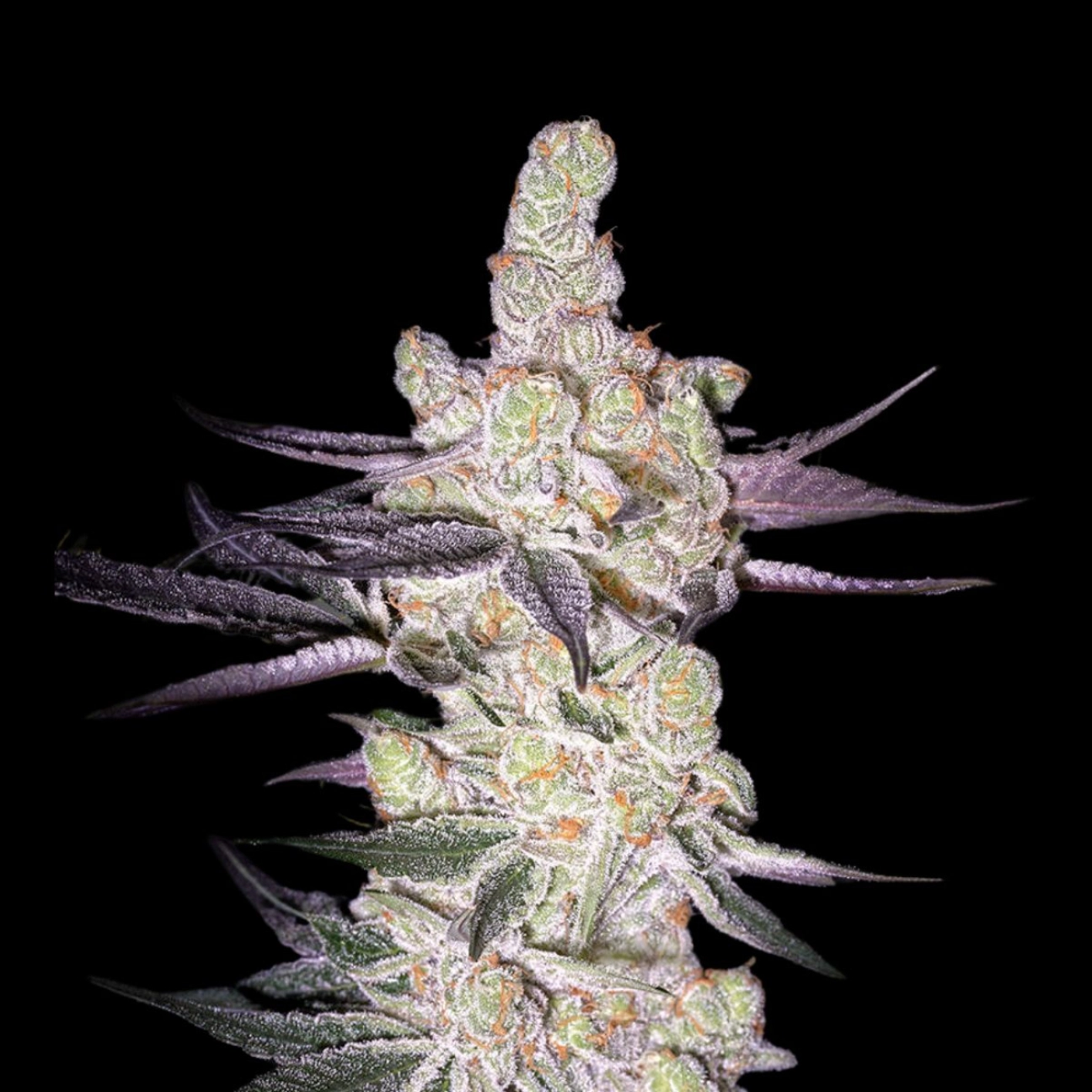 RAZUBERI – Greenhouse Seed Co – Feminizowane