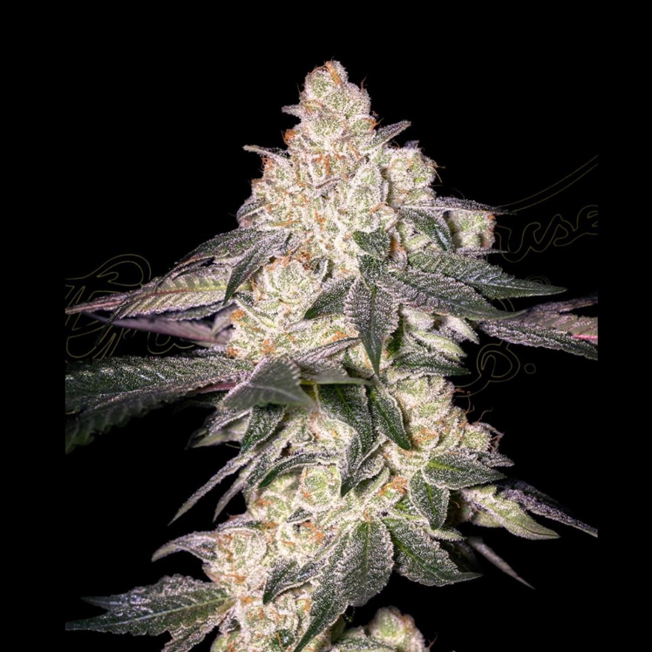 MOWEETO – Greenhouse Seed Co – Feminizowane