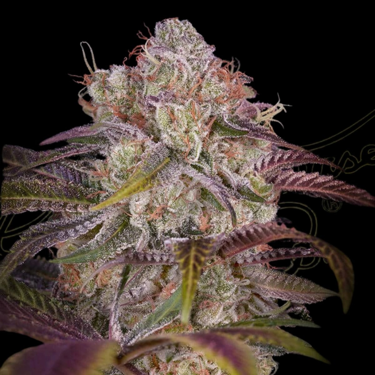 GRAN JEFA – Greenhouse Seed Co – Feminizowane