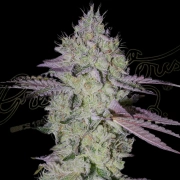 ZTRAWBERRY Feminized cannabis flower bud by Greenhouse Seed Co