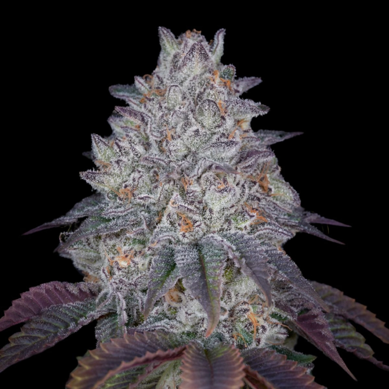 KING'S TART – Greenhouse Seed Co – Feminizowane