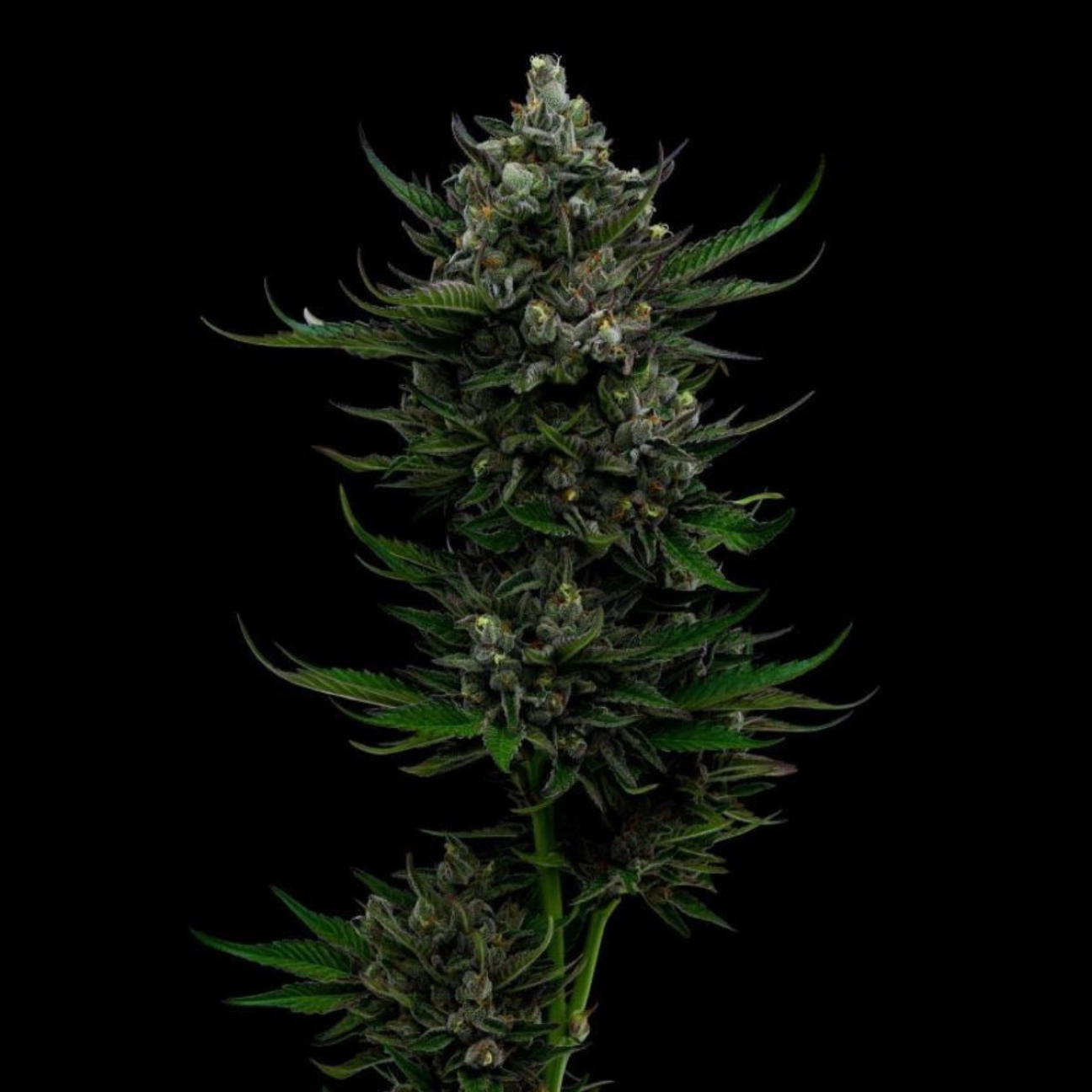 ALL GAS OG – Humboldt Seed Company – Feminizowane
