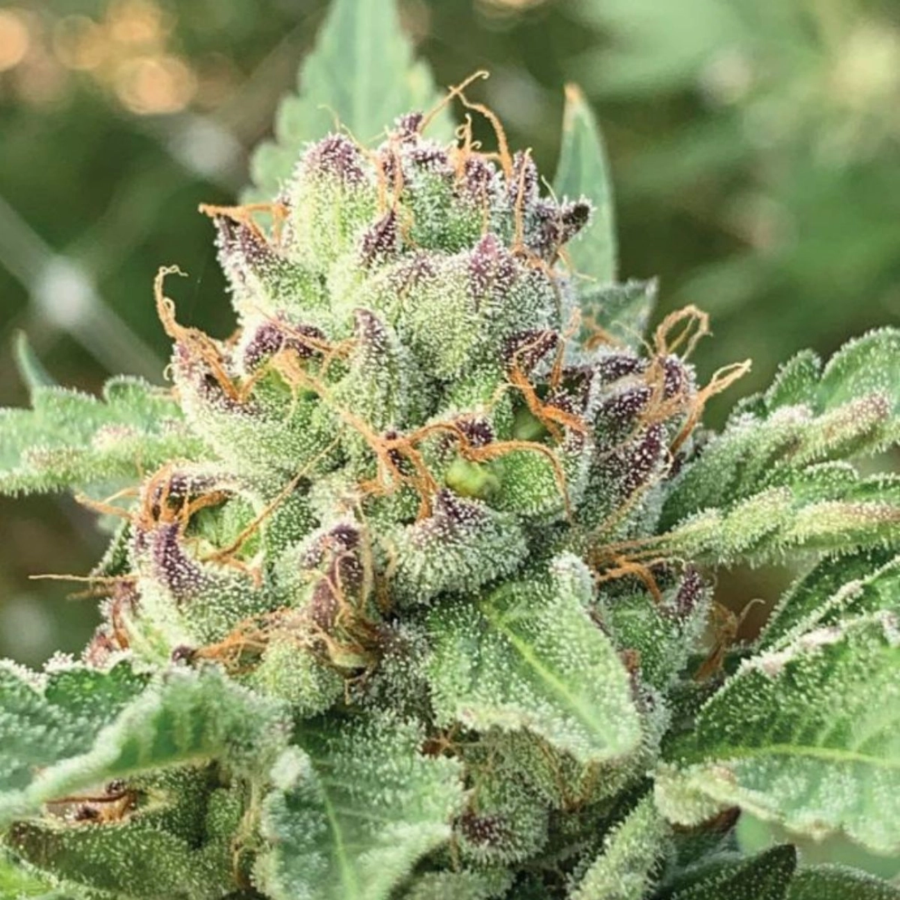 APPLE BLOSSOM – Humboldt Seed Company – Feminizowane