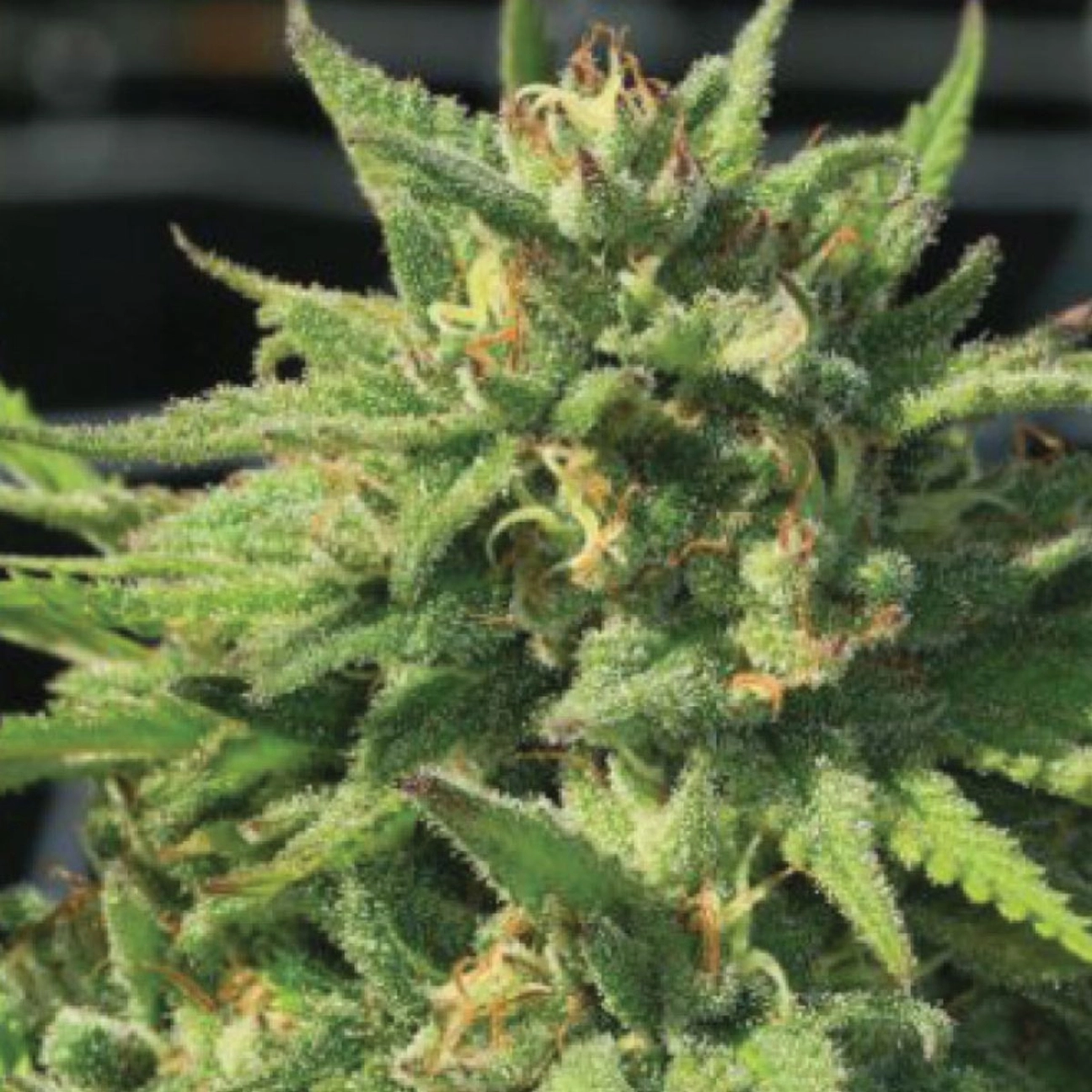 BIGFOOT GLUE – Humboldt Seed Company – Feminizowane