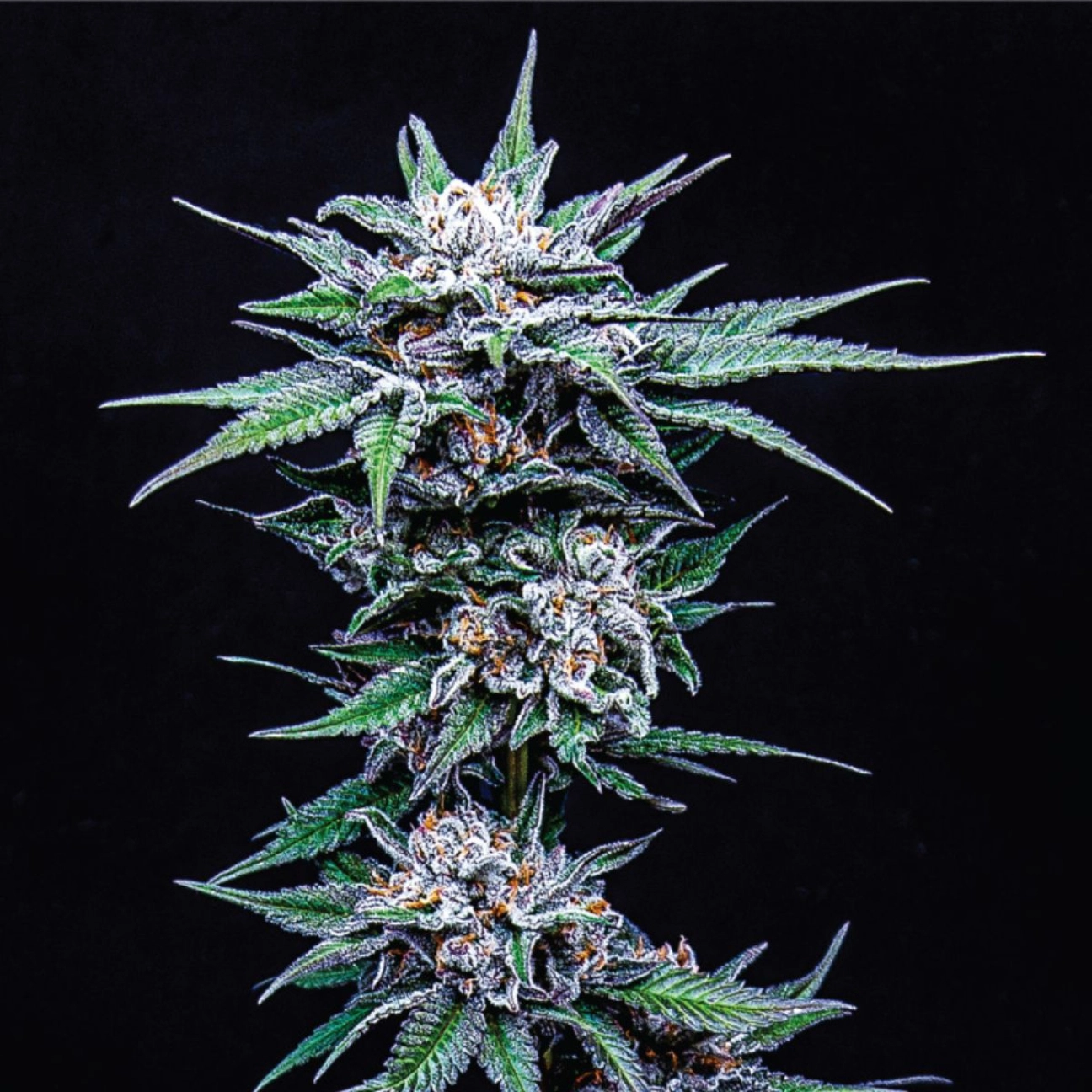 BLUEBERRY PANCAKES – Humboldt Seed Company – Feminizowane