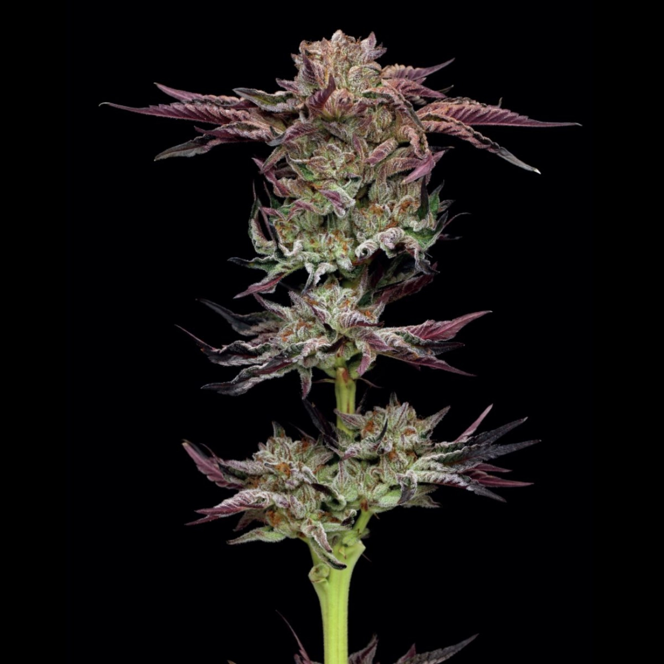 JELLY DONUTZ – Humboldt Seed Company – Feminizowane
