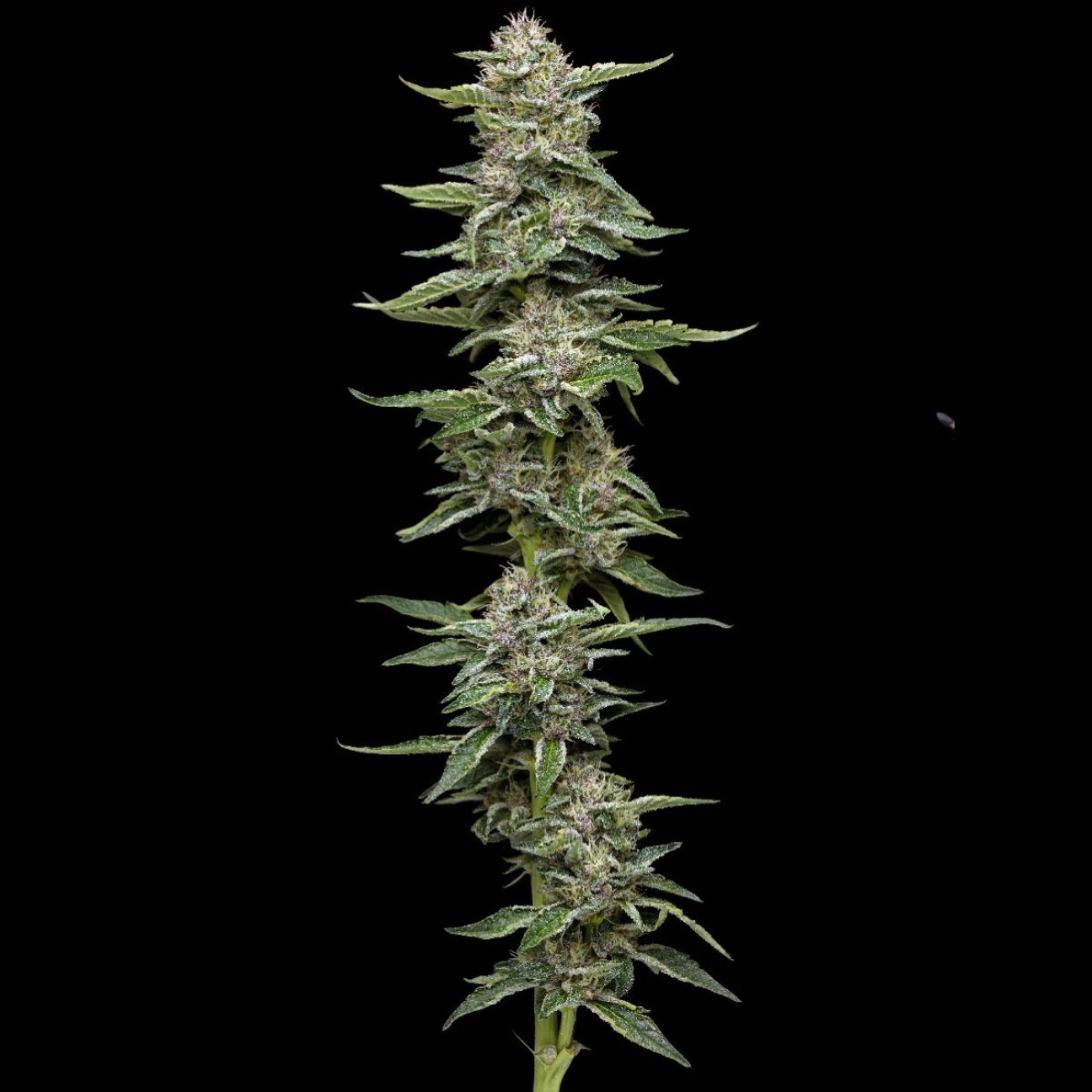 GARLIC BUDDER – Humboldt Seed Company – Feminizowane