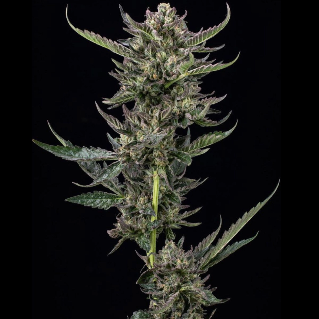 NOTORIOUS THC – Humboldt Seed Company – Feminizowane