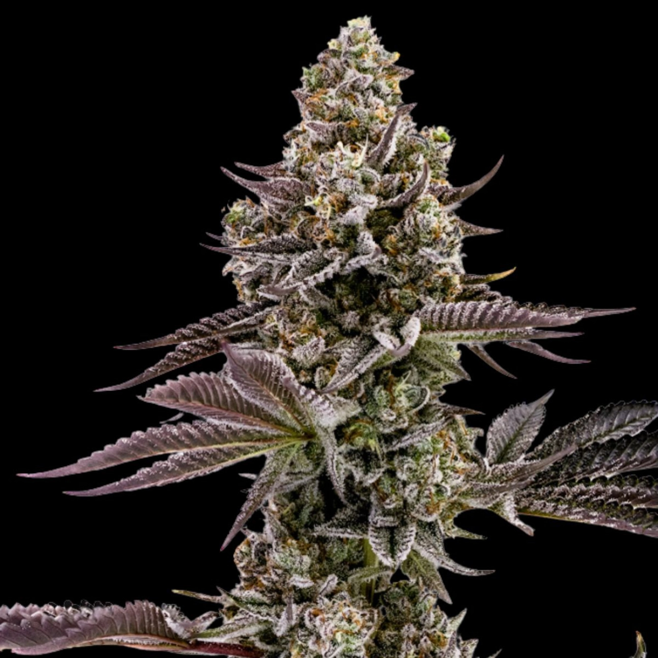 BLUEBERRY CUPCAKE – Humboldt Seed Company – Feminizowane