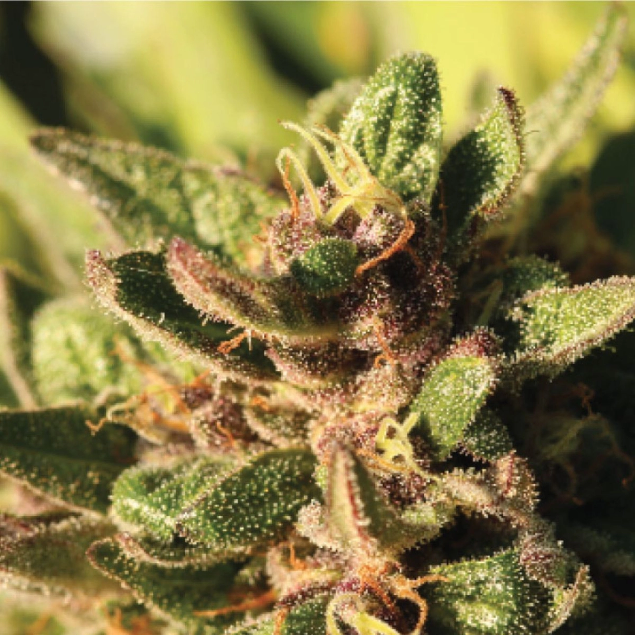 PINEAPPLE MUFFIN – Humboldt Seed Company – Feminizowane