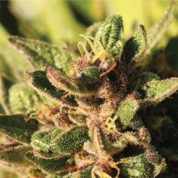 PINEAPPLE MUFFIN Feminized cannabis flower bud by Humboldt Seed Company