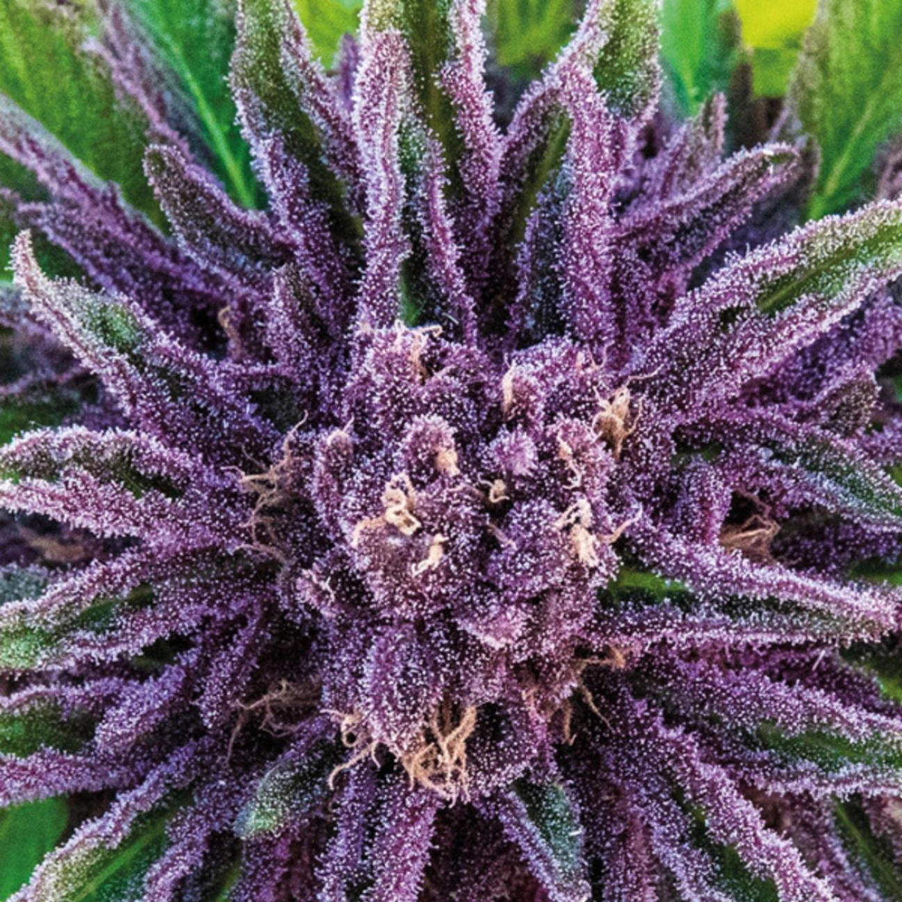 Purple Thai – Anesia Seeds – Feminizowane