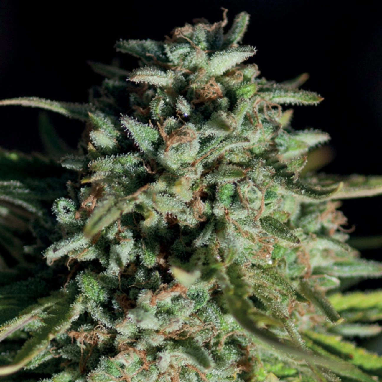 Pure Durban – Anesia Seeds – Feminizowane