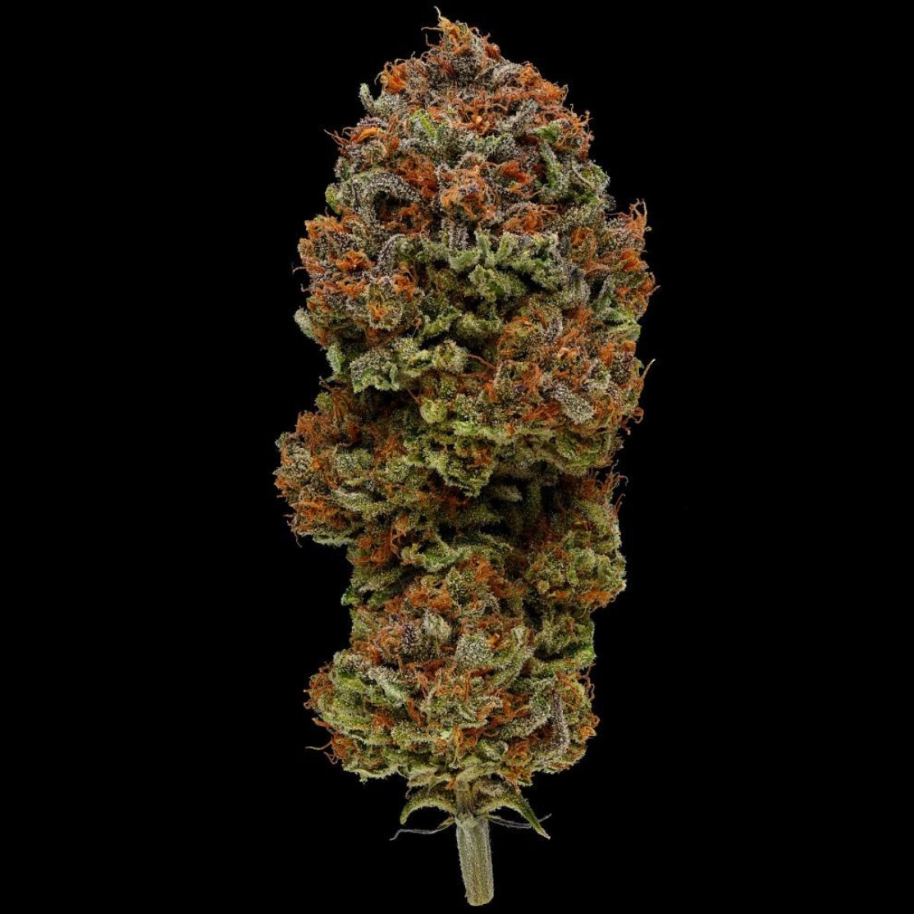 BLUEBERRY MUFFIN – Humboldt Seed Company – Feminizowane