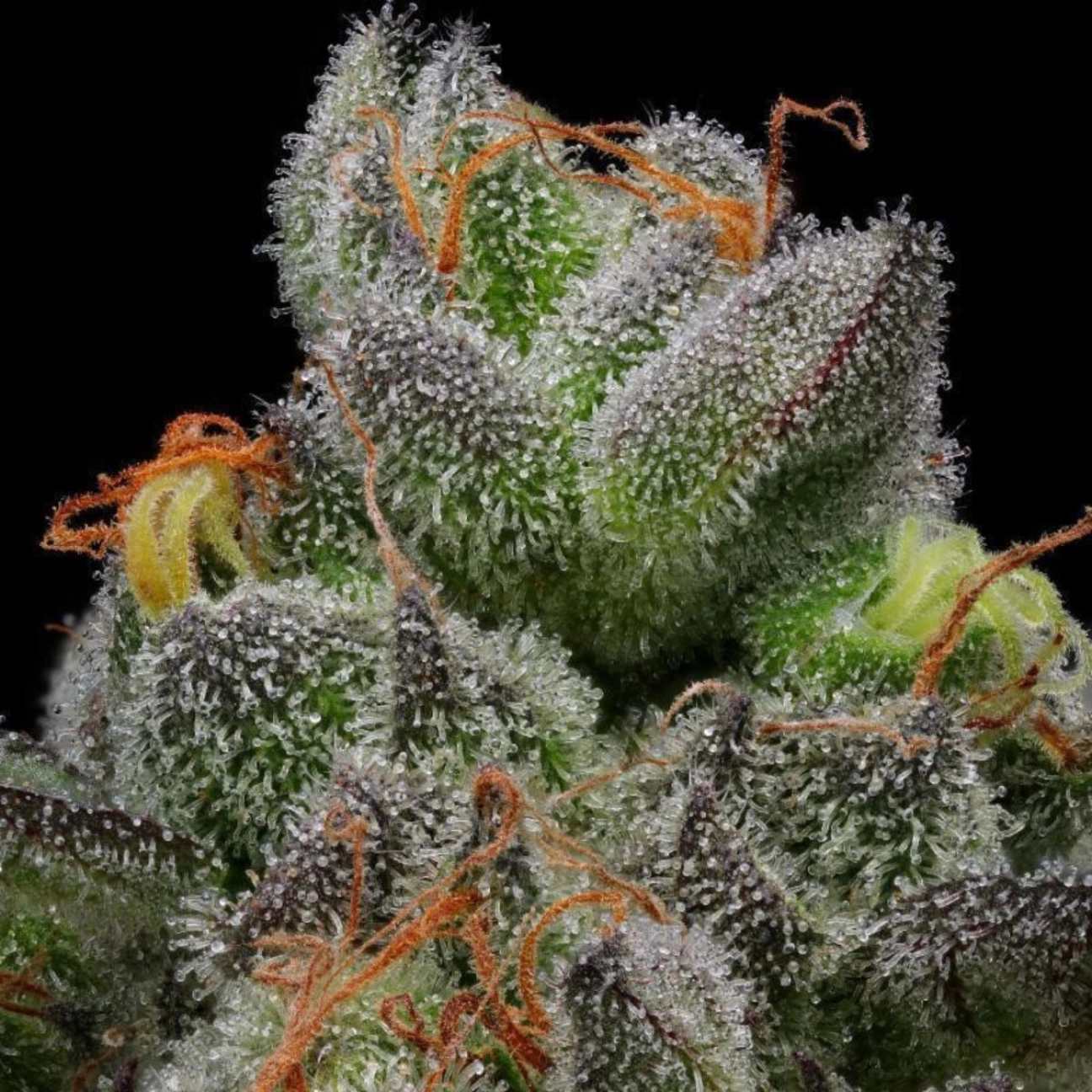 CARAMEL CREAM – Humboldt Seed Company – Feminizowane