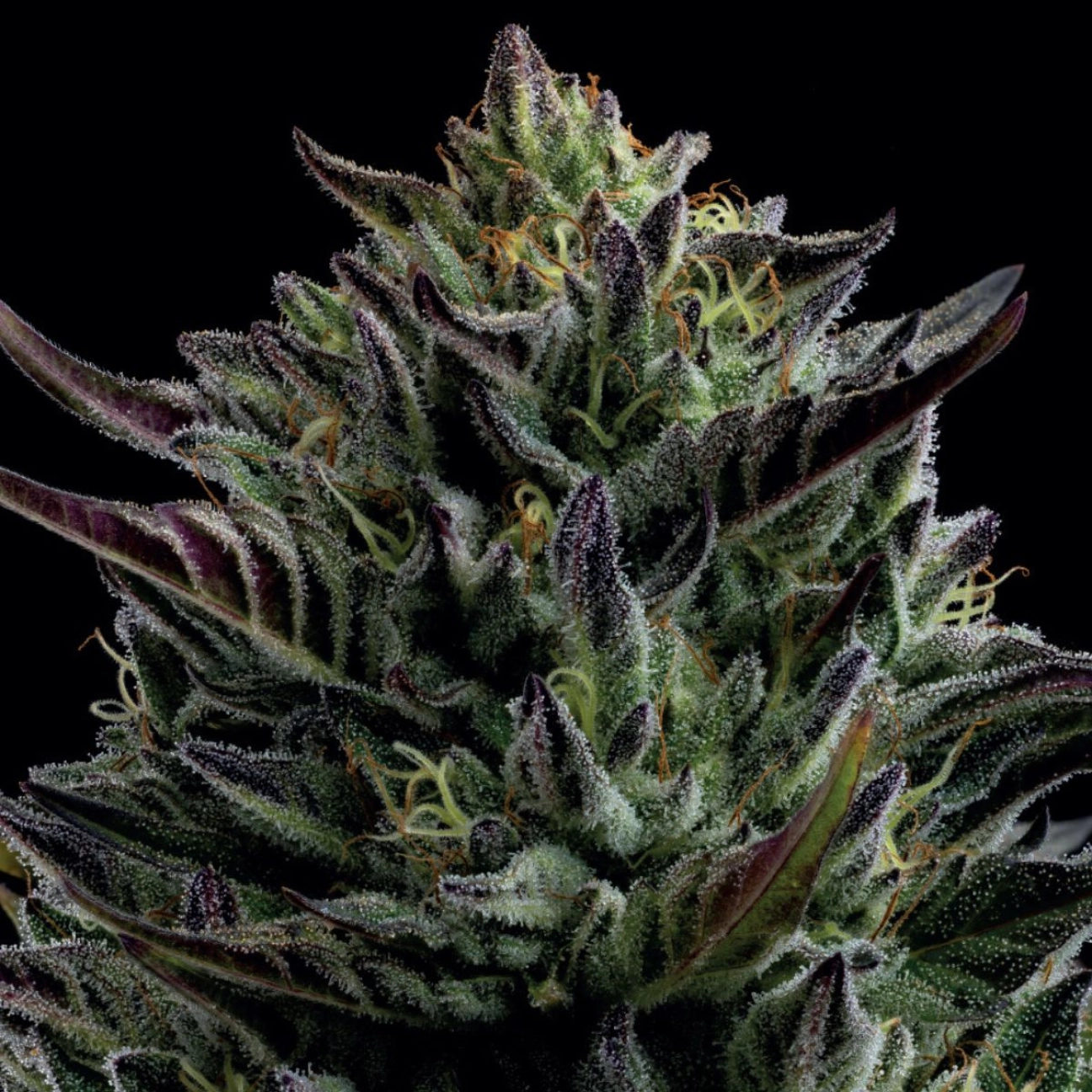 CALIFORNIA OCTANE – Humboldt Seed Company – Feminizowane
