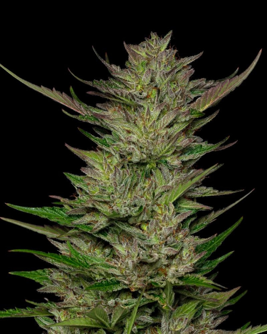DON CARLOS – Humboldt Seed Company – Feminizowane