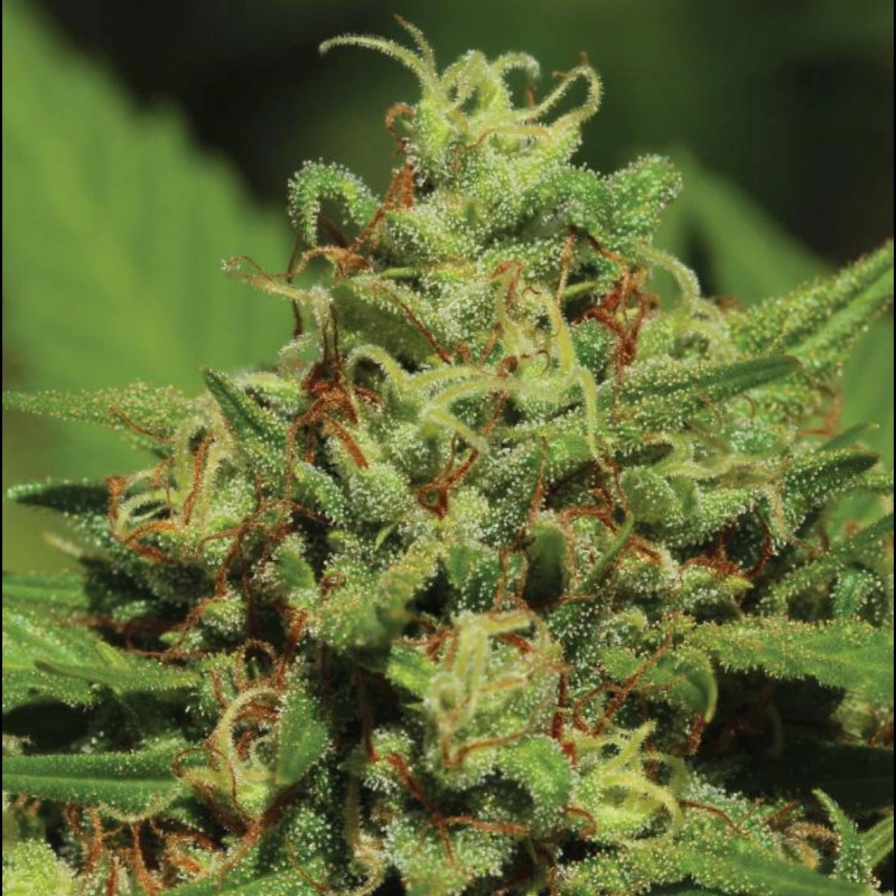 EMERALD FIRE OG – Humboldt Seed Organization – Feminizowane