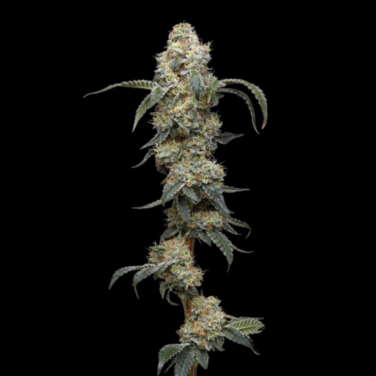 FARMER'S DAUGHTER – Humboldt Seed Company – Feminizowane