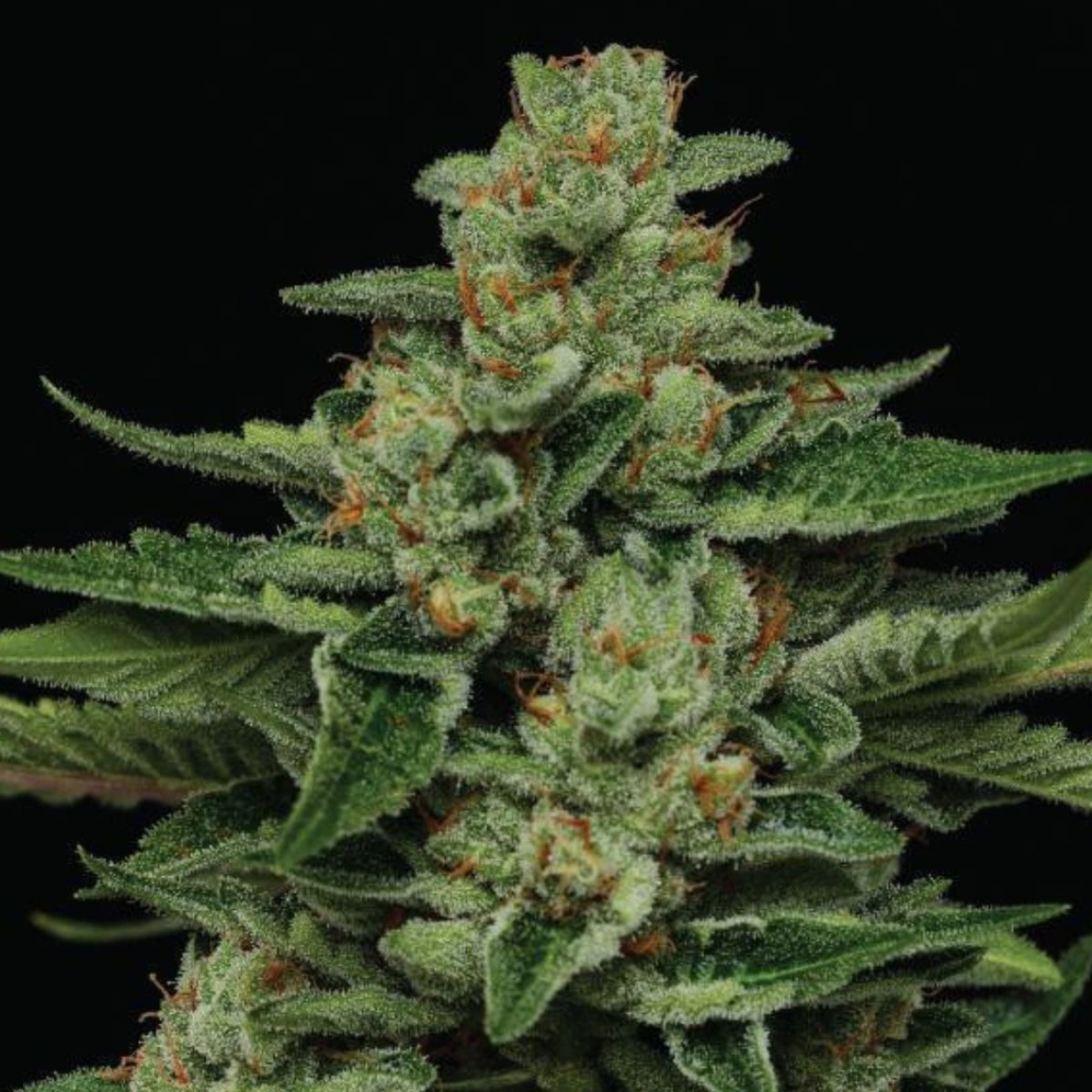 FORTUNE COOKIE – Humboldt Seed Company – Feminizowane