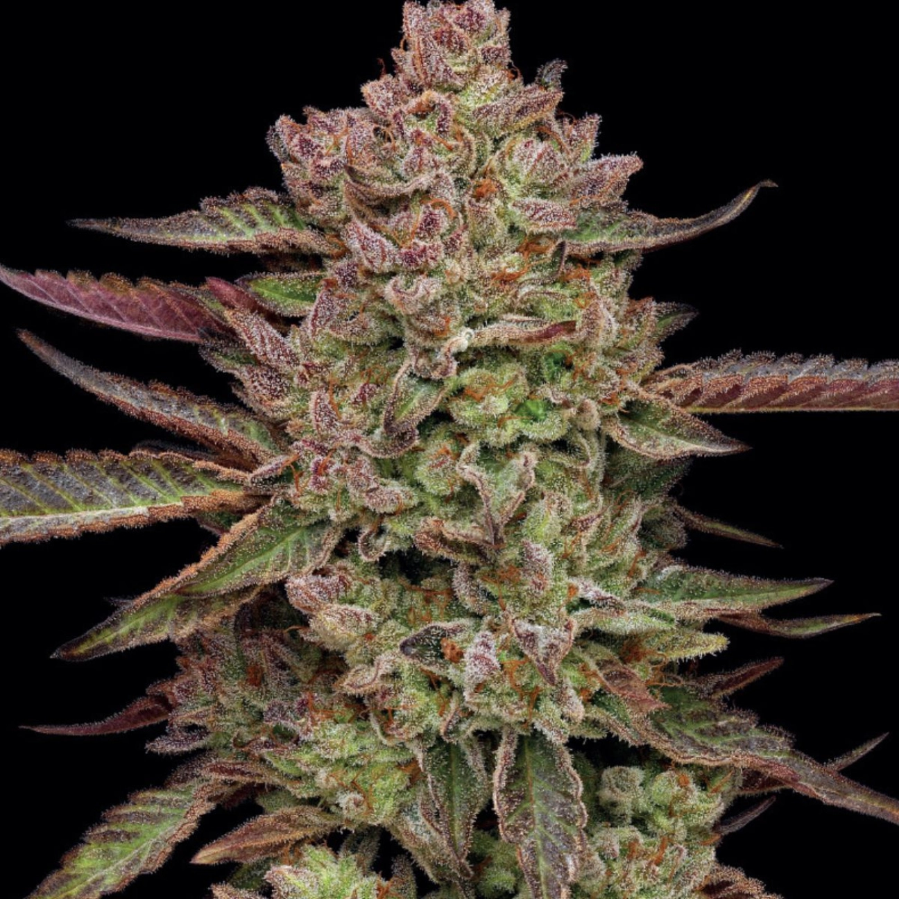 GAZZURPLE – Humboldt Seed Company – Feminizowane