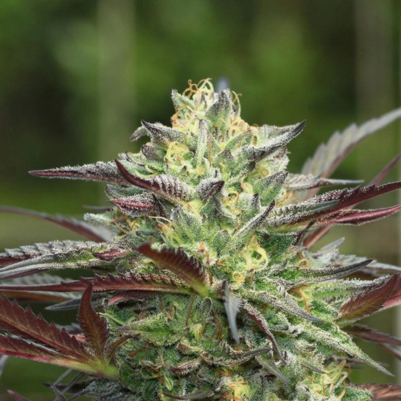 G.S. COOKIES – Humboldt Seed Company – Feminizowane
