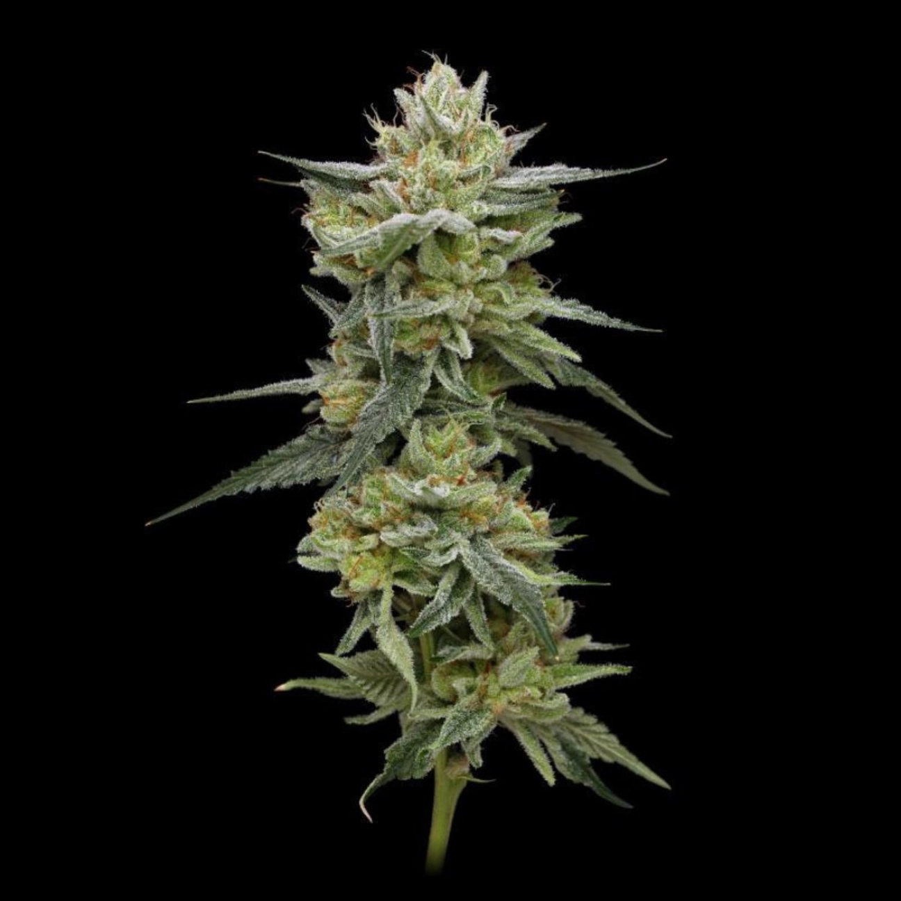 Hella Jelly – Humboldt Seed Company – Feminizowane