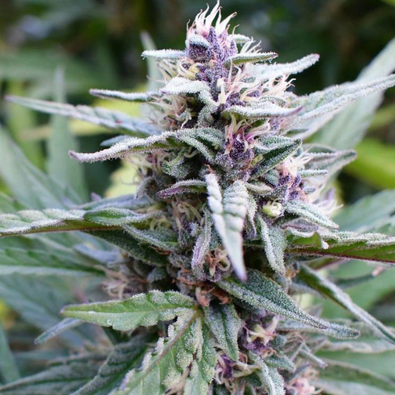 HI-BISCUS – Humboldt Seed Company – Feminizowane