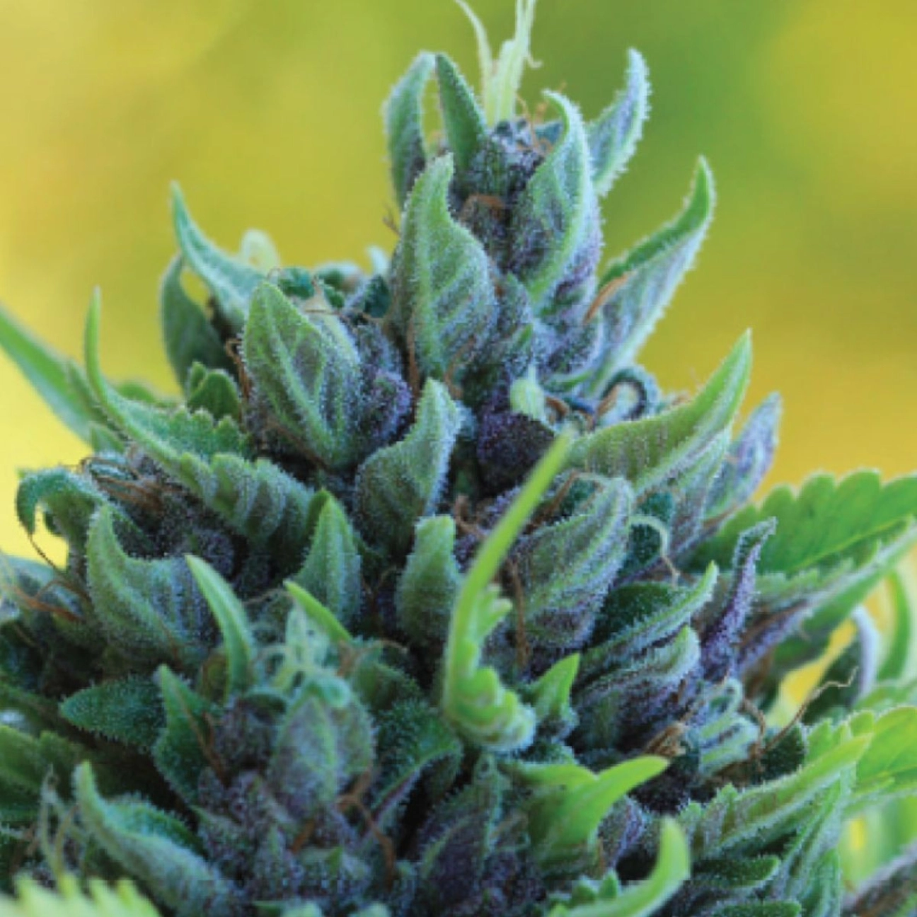 HUMBOLDT DREAM – Humboldt Seed Company – Feminizowane