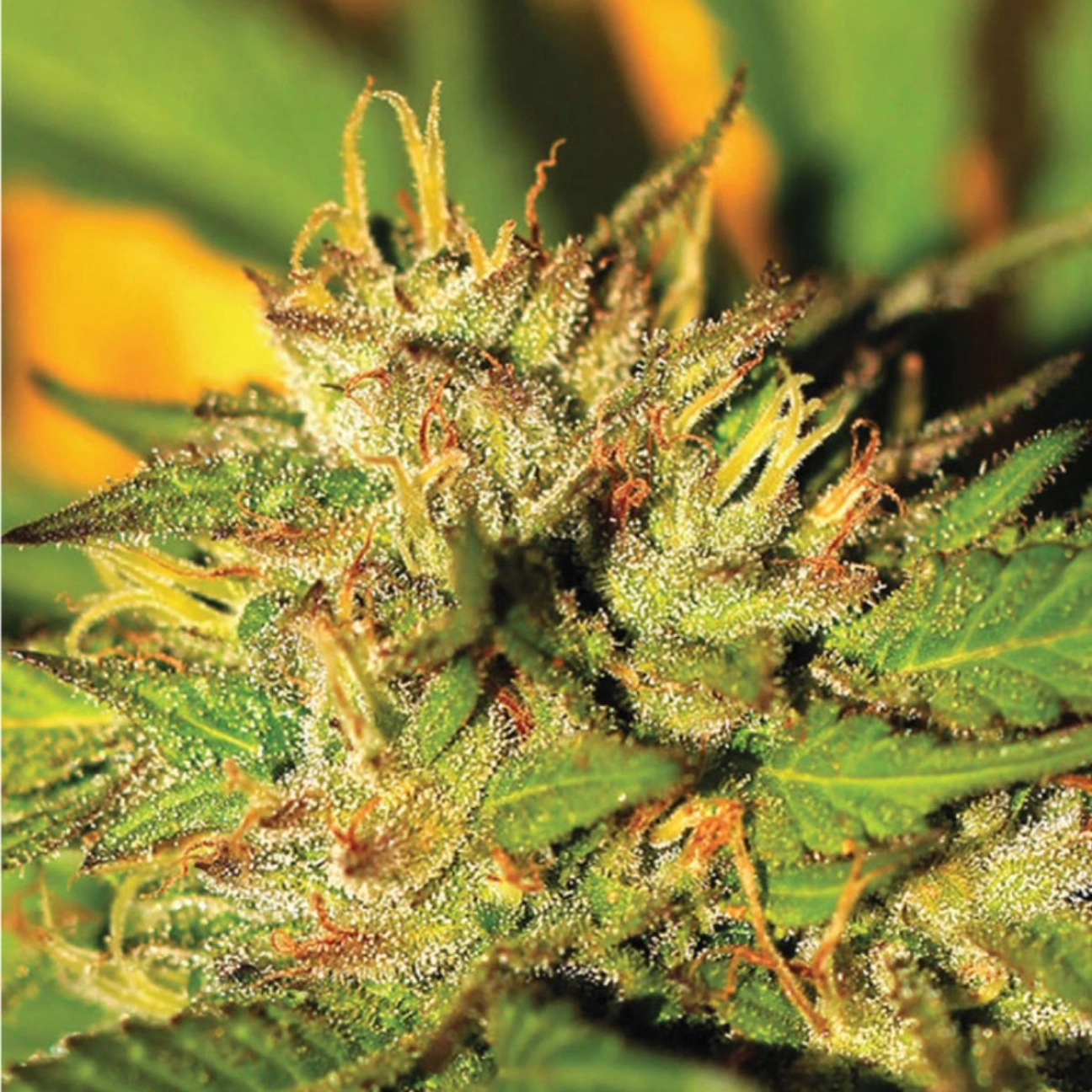 HUMBOLDT HEADBAND – Humboldt Seed Company – Feminizowane