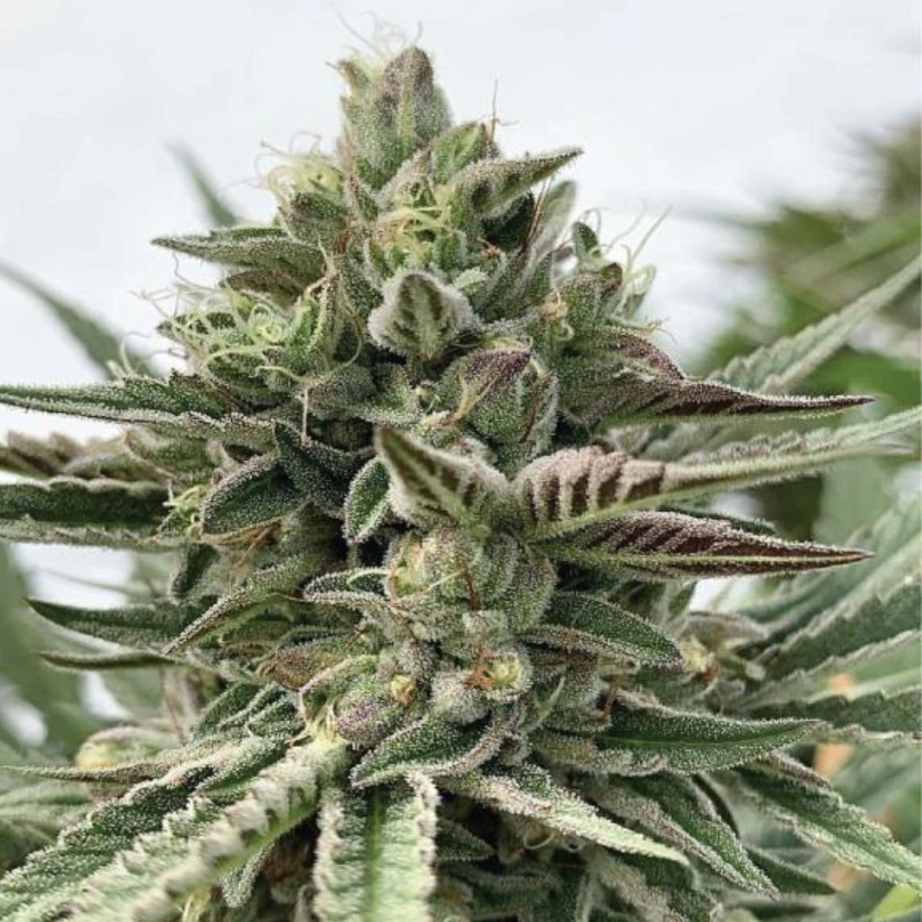 HUMBOLDT POUND CAKE – Humboldt Seed Company – Feminizowane