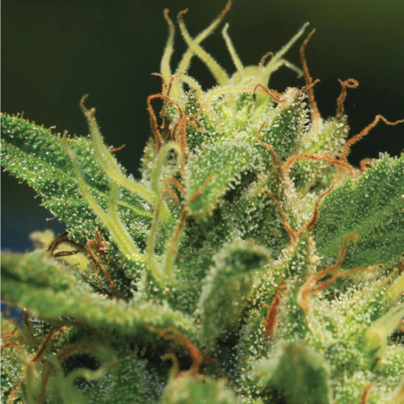 SOUR DIESEL – Humboldt Seed Company – Feminizowane