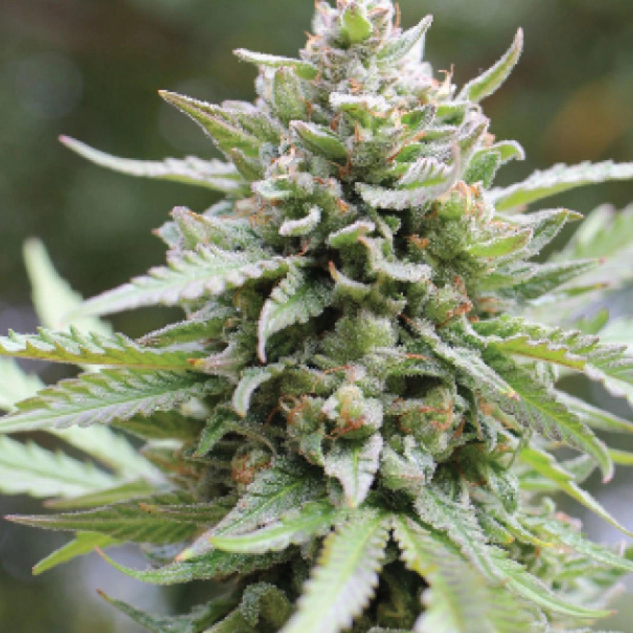 LEMONGRASS – Humboldt Seed Company – Feminizowane