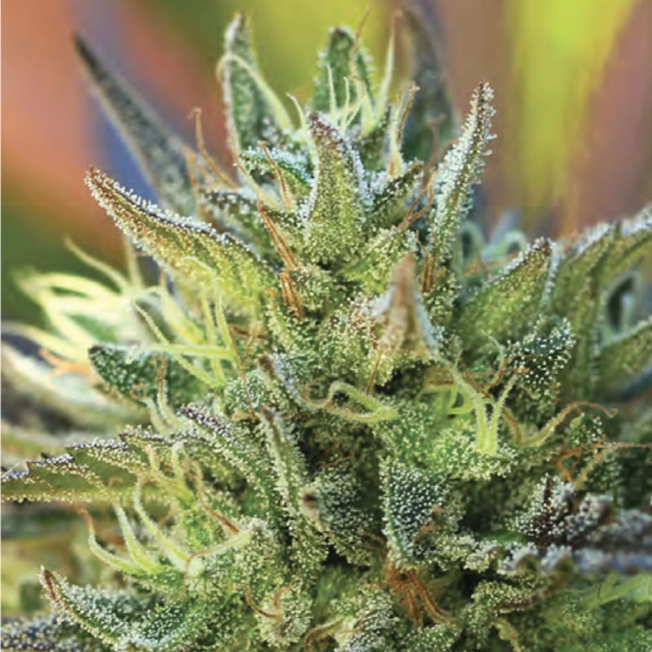 LEMON KUSH – Humboldt Seed Company – Feminizowane