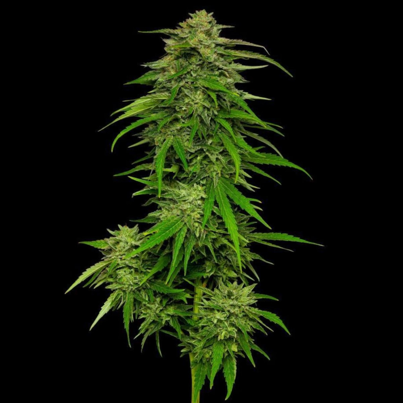 MANGO SHERBERT – Humboldt Seed Company – Feminizowane