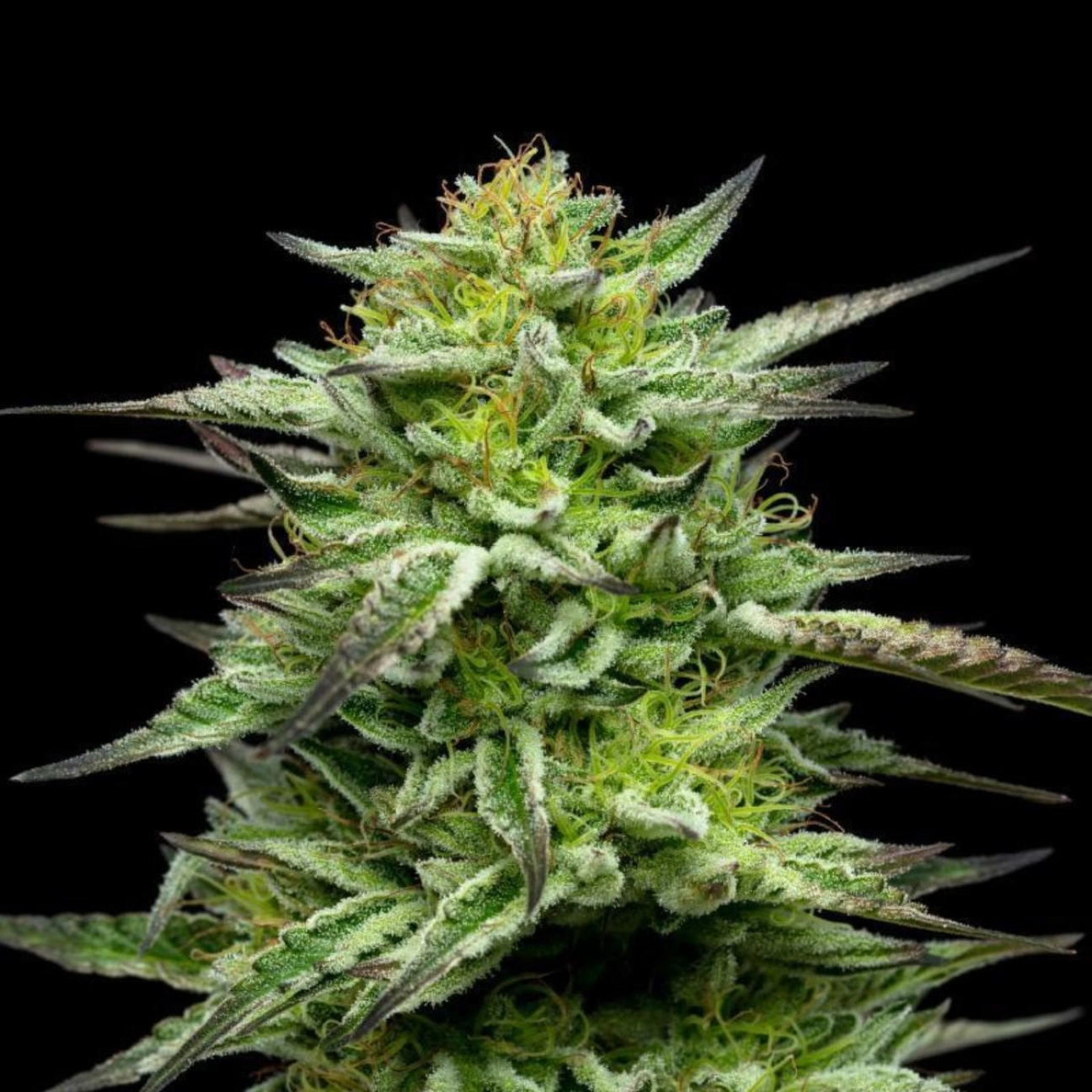 MOUNTAINTOP MINT – Humboldt Seed Company – Feminizowane